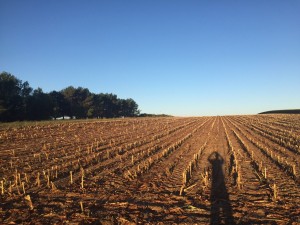 Harvest Day Parking Lot